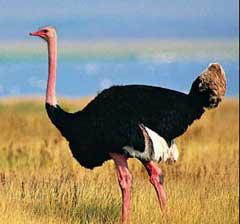 ���������ͼƬ