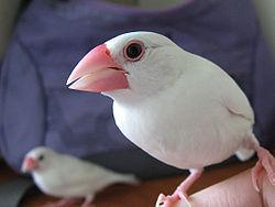 �˹������İ׺�ȸ