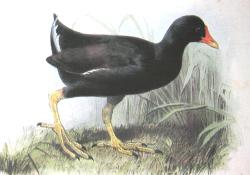 �ص��Ƕ���ͼƬ