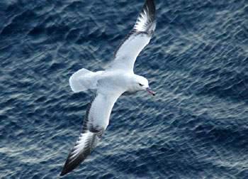 银灰暴风鹱 银灰暴风鹱的图片