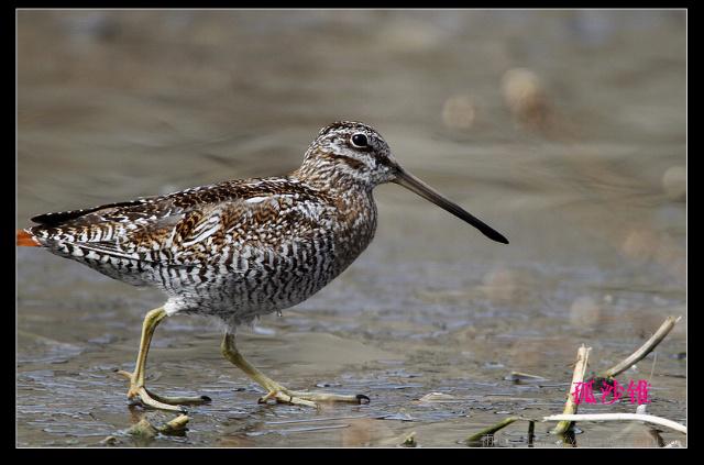 ��ɳ׶��ͼƬ