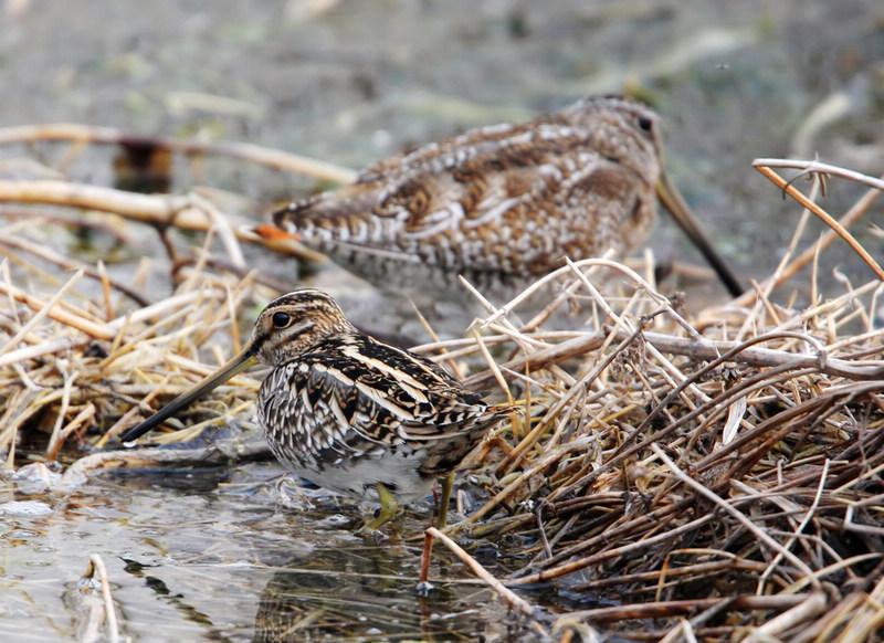 ��βɳ׶�������͹�ɳ׶��Զ����һ�������ڣ�����2010�꣬����