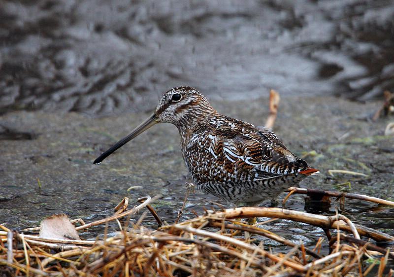 ��ɳ׶�������ڣ�����2010�꣬����