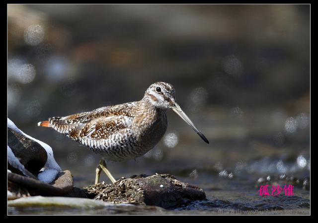 ��ɳ׶�����������ɽ