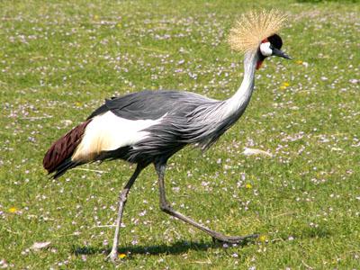 ����ף�������ף�Balearica regulorum