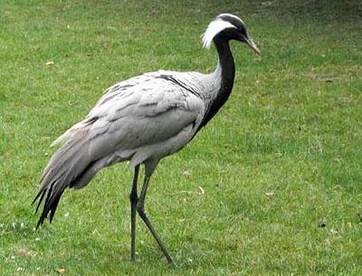 ����� Anthropoides virgo