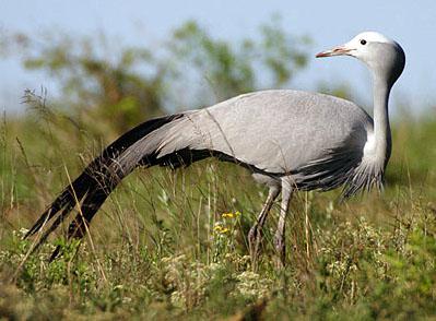 ������ף����ף�Anthropoides paradisea