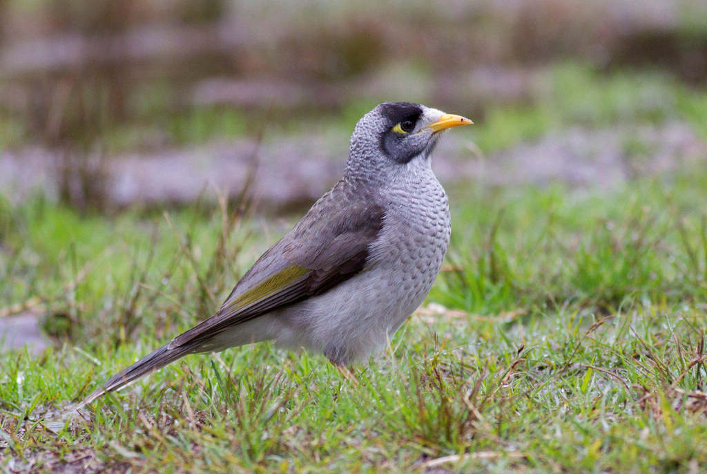 �ڶ���������ͼƬ