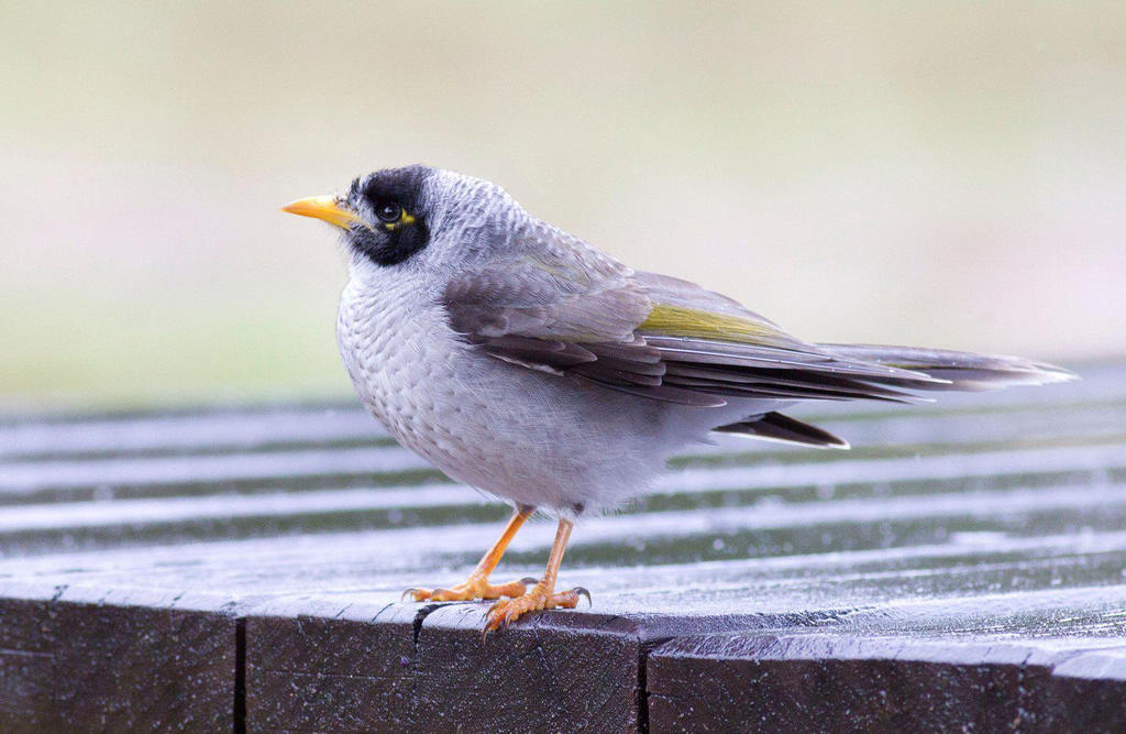 �ڶ�������������״�