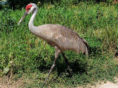 ɳ��ף����ô�ף�Grus canadensis