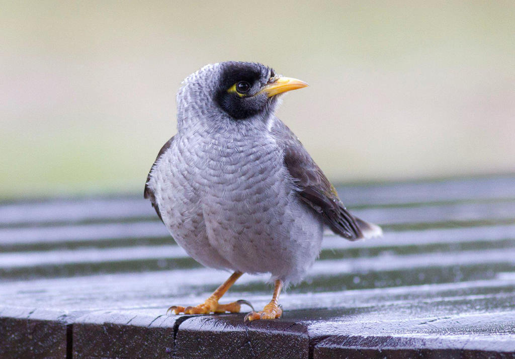 �ڶ�������������״�