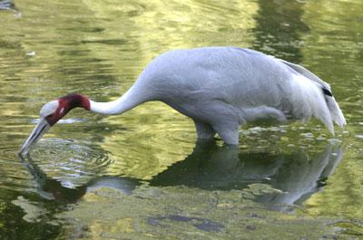 �ྱ�� Grus antigone