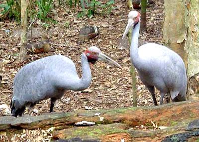 ���޺� Grus rubicunda