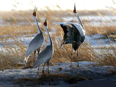 ������ Grus vipio