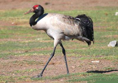 �ھ��� Grus nigricollis