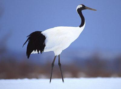 ������ Grus japonensis