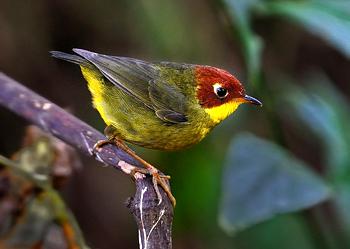 ��ͷ��ݺ Tesia castaneocoronata