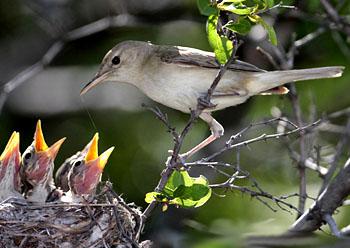 �̲���ݺ Hippolais pallida