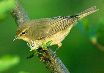 ��ͨ��ݺ Phylloscopus collybita