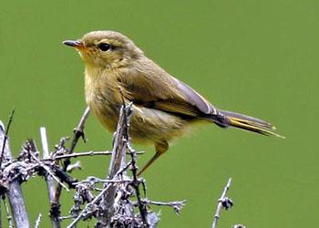 �ظ���ݺ Phylloscopus subaffinis