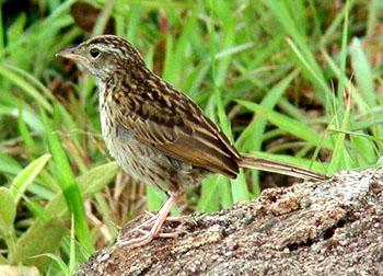 ���ݺ Graminicola bengalensis