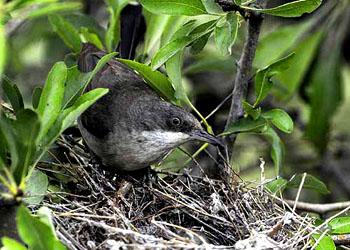 ����ݺ Sylvia hortensis