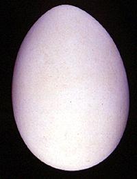 ��ü˿��ݺ�ĵ�