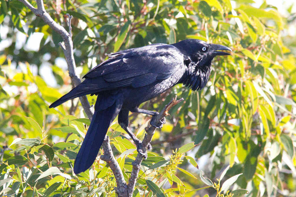 ���޶�ѻ�������״�