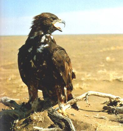 乌雕 乌雕的图片