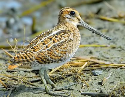 ��βɳ׶��ͼƬ