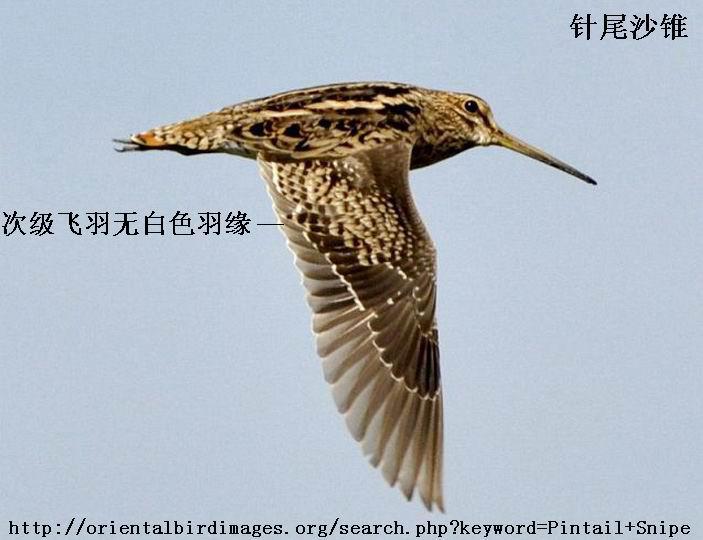 ��βɳ׶�������μ������ް�ɫ��Ե��