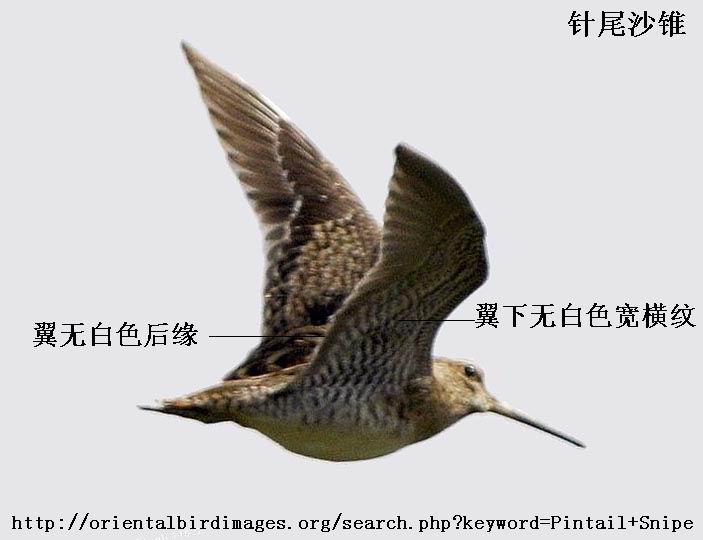 ��βɳ׶���������ް�ɫ��Ե�������ް�ɫ�����ơ�