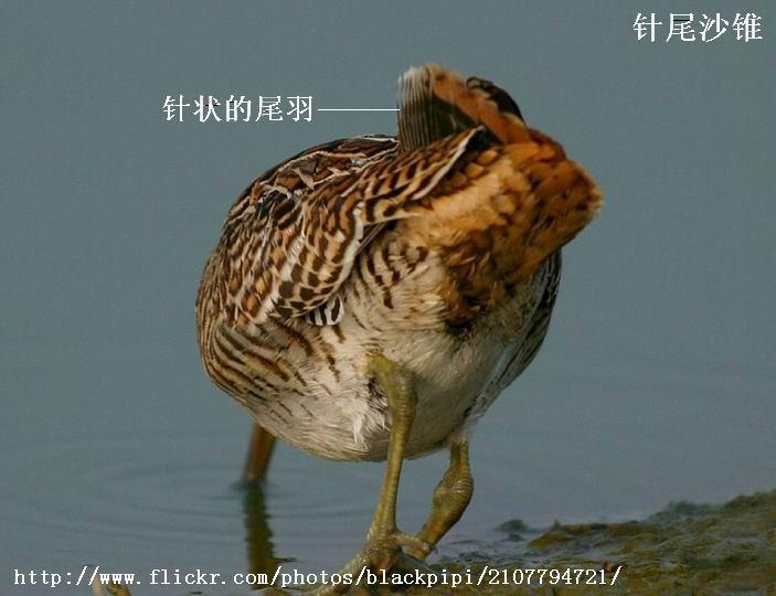 ��βɳ׶��������״β�𣬵�Ұ����ѿ�����