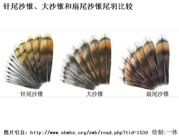 ��βɳ׶����ɳ׶����βɳ׶β��Ƚϣ���βɳ׶�����β�����Ժܿ���