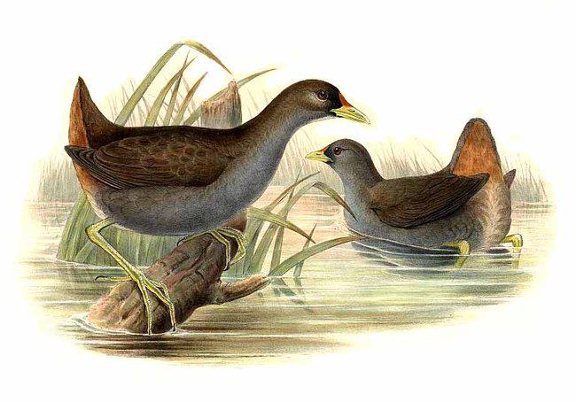 菲律宾苦恶鸟 菲律宾苦恶鸟的图片