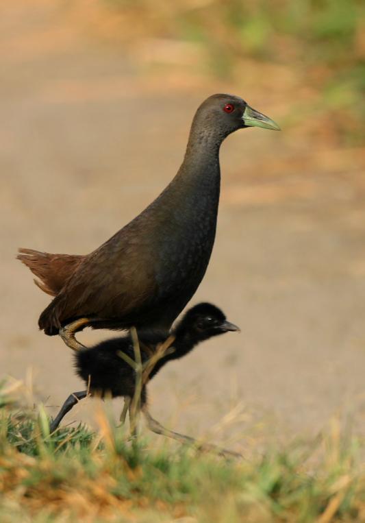 ���ɱ������