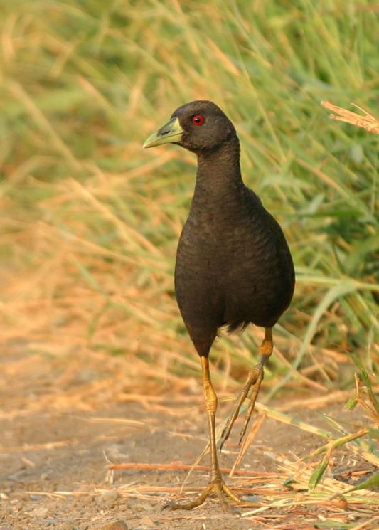 ���ɱ������