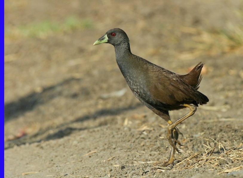 ���ɱ������