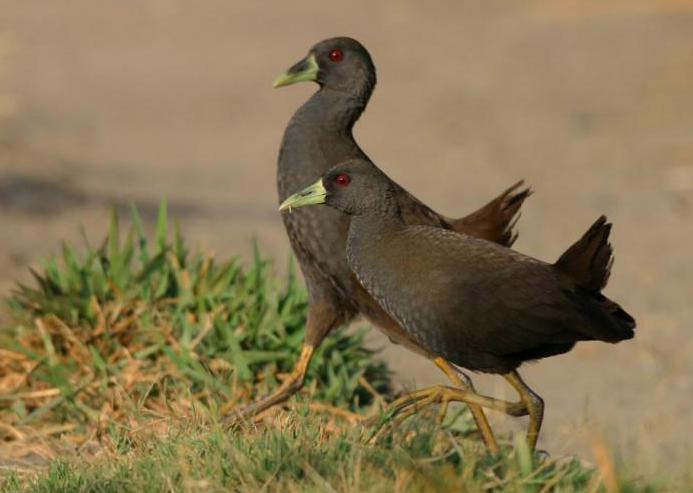 ���ɱ������