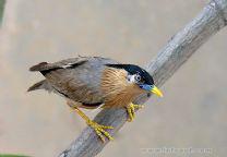 �ڹ�����ͼƬ