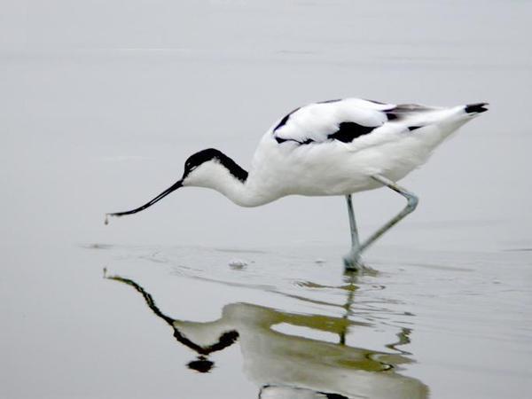 反嘴鹬 反嘴鹬的图片