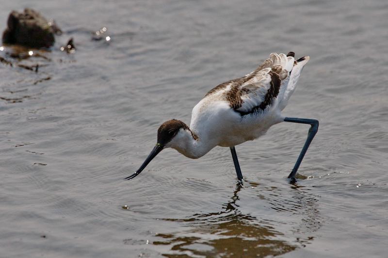 �����֣�����