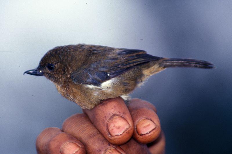 ��в�̻����ͼƬ