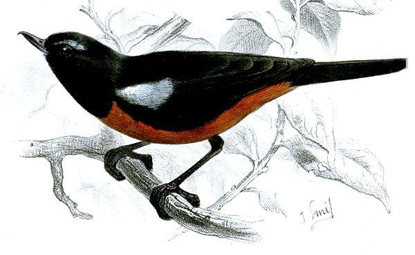 黑背刺花鸟 黑背刺花鸟的图片