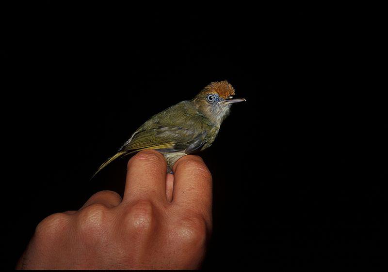 褐顶绿莺雀 褐顶绿莺雀的图片