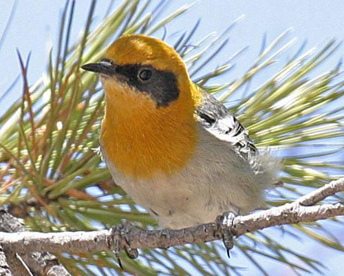 �����ɭݺ��ͼƬ