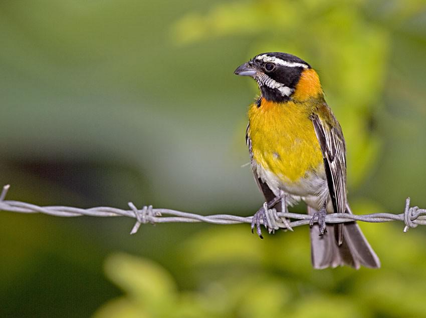 �������ȸ��ͼƬ