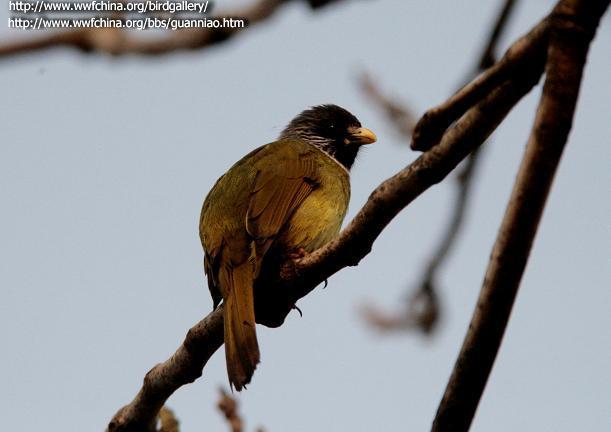 Լ��׶��ȸ��ͼƬ