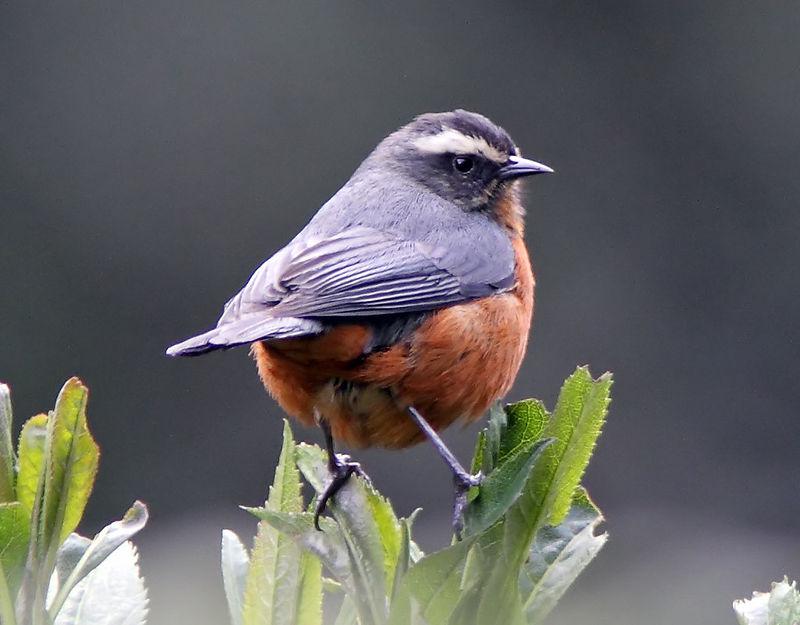 ��ü׶��ȸ��ͼƬ