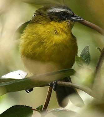白眉拟雀 白眉拟雀的图片